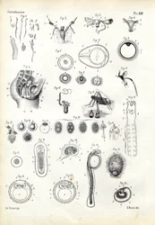 Organe reproducteur, 1863-79